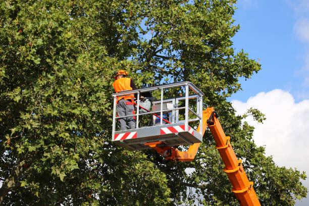 Best Large Tree Removal  in East Valley, NV